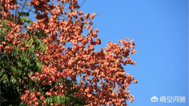 绿化植物
:中国用作绿化的植物主要有哪几种？