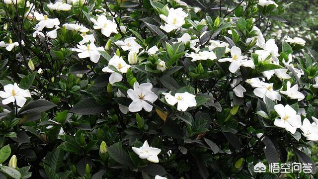 绿化植物
:中国用作绿化的植物主要有哪几种？