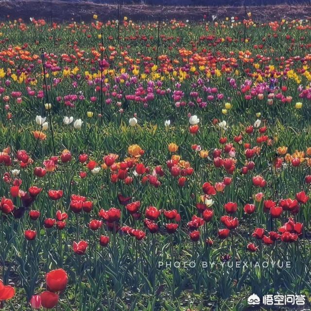郁金香图片大全
:怎样拍摄郁金香才好看？