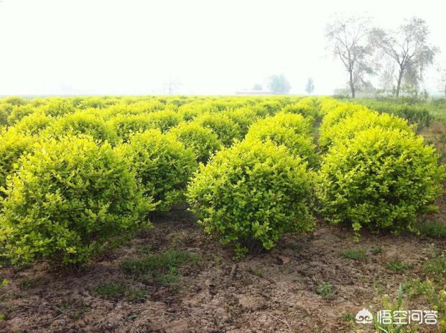 绿化植物
:中国用作绿化的植物主要有哪几种？