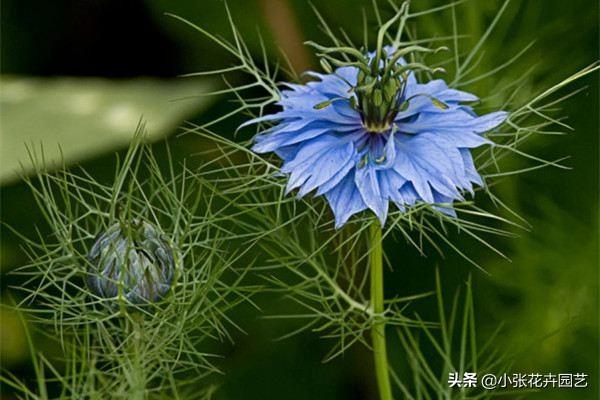 黑种草
:黑种草的栽培方法大神们帮帮忙？