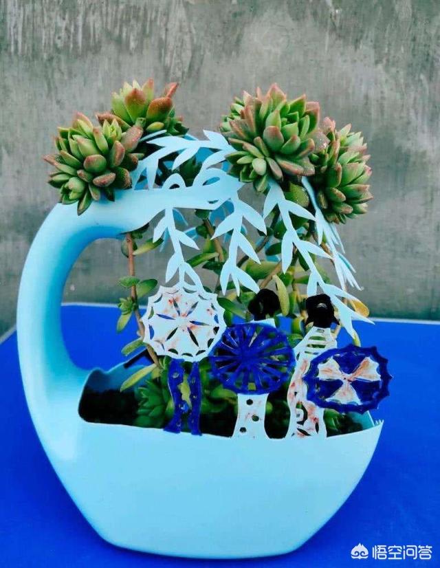 迷你盆栽
:自己制作了一个小花盆，养什么样的花适合？