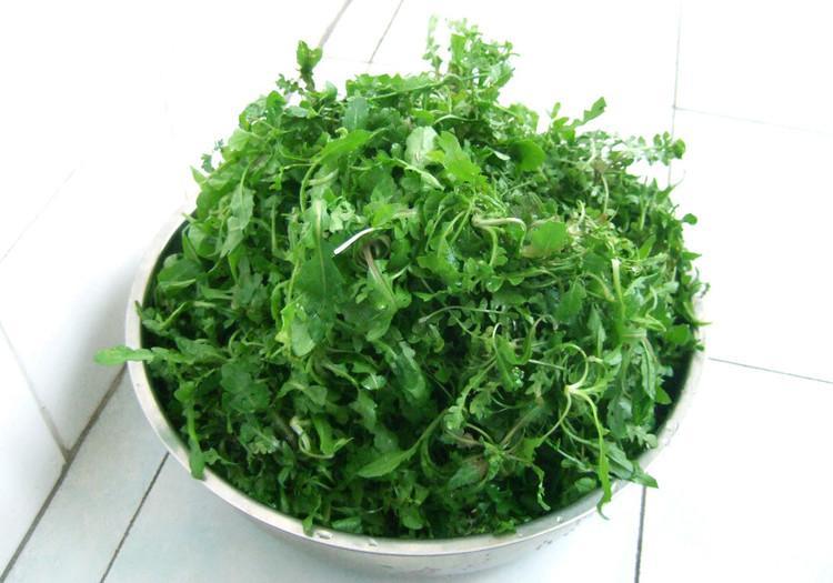 荠菜的图片(正常野芥菜图片大全)