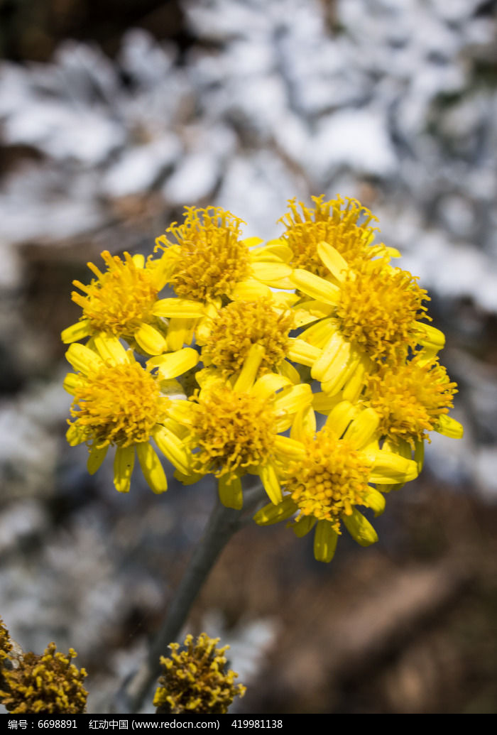 雪叶莲(雪叶莲花语)