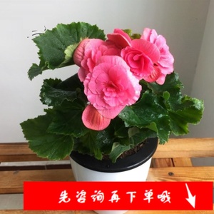 四季海棠花(四季海棠花什么时候开花)