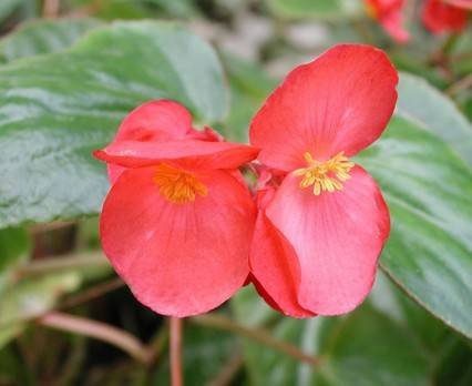 四季海棠花(四季海棠花什么时候开花)