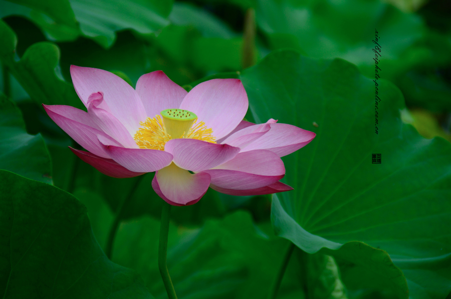 荷花介绍(荷花的介绍以及特点)