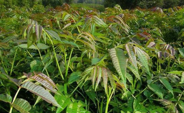 香椿树种植技术(香椿树矮化修剪图解)