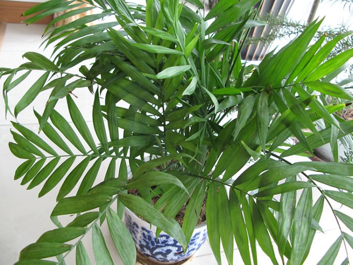夏威夷椰子(夏威夷椰子和散尾葵)
