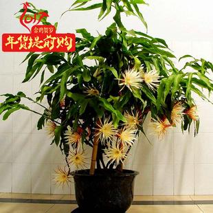 家庭花卉养殖(绿植花卉怎么养殖)