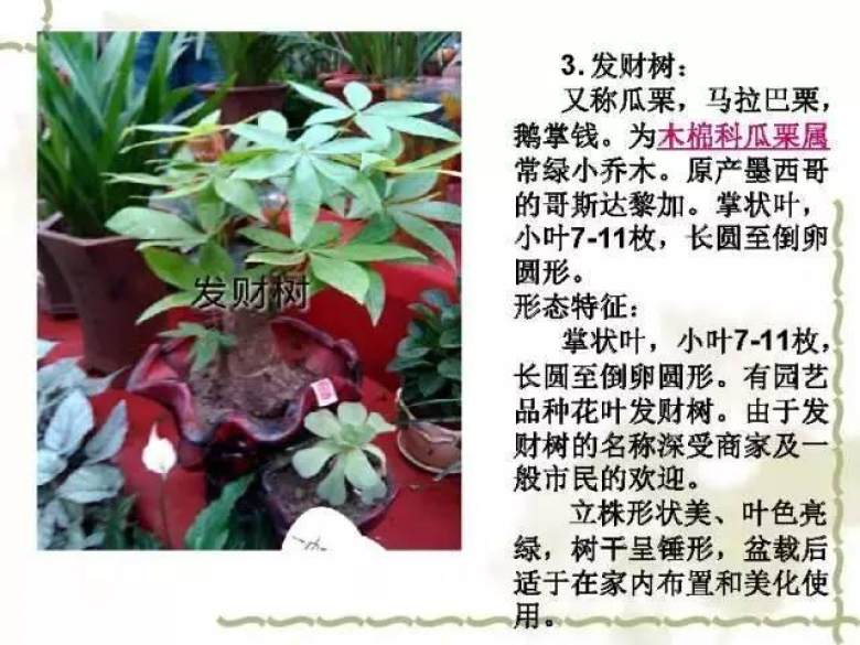 常见的植物(校园常见100种植物)