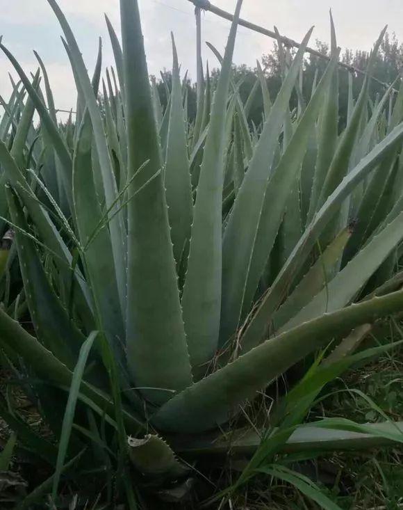 中国芦荟(芦荟图片大全大图)