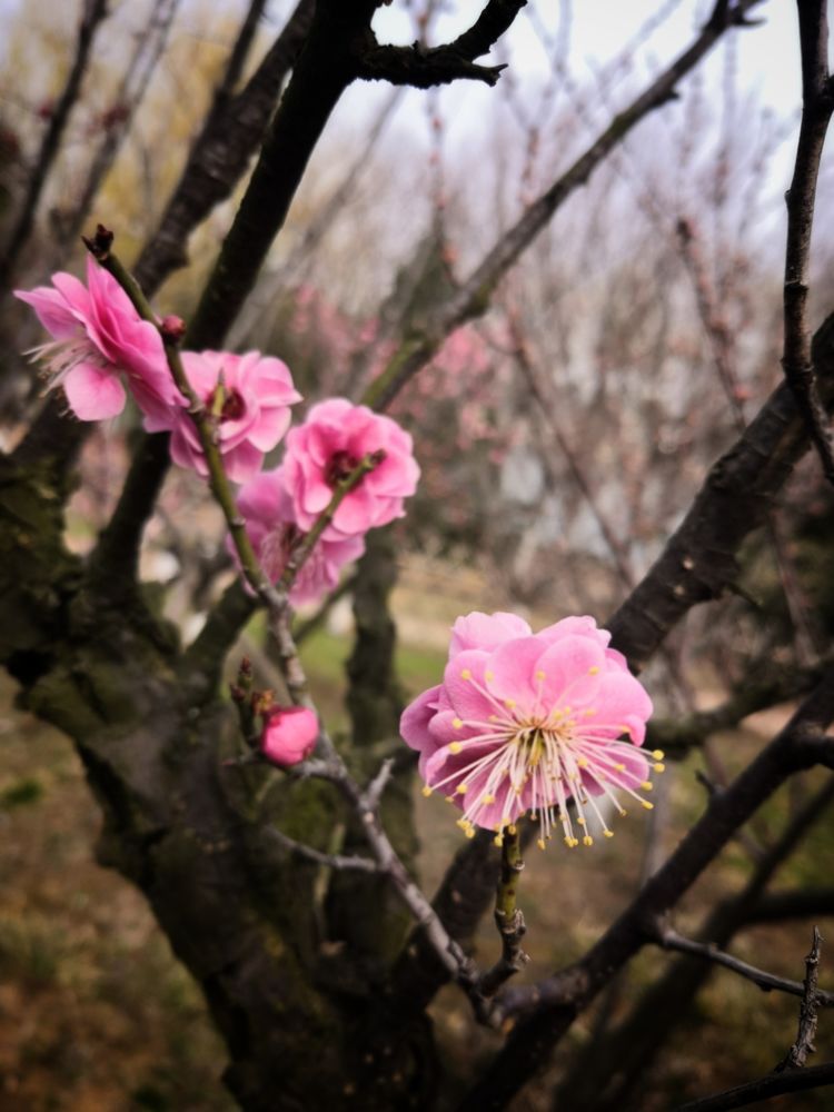 梅花花语(向日葵花语)