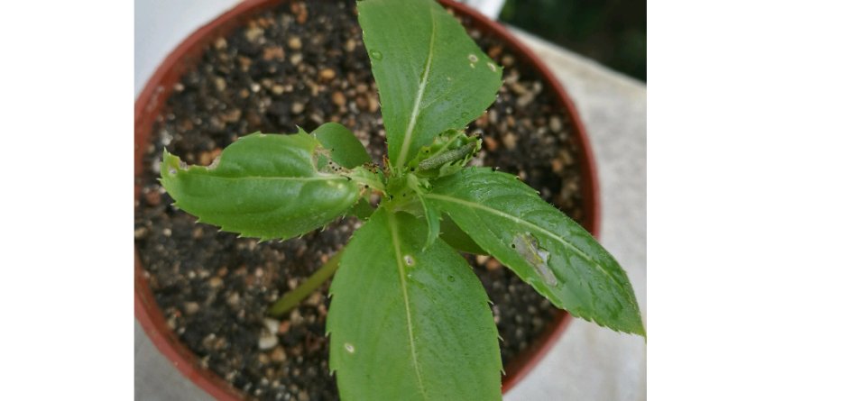 凤仙透骨草(用凤仙花治灰指甲最快)