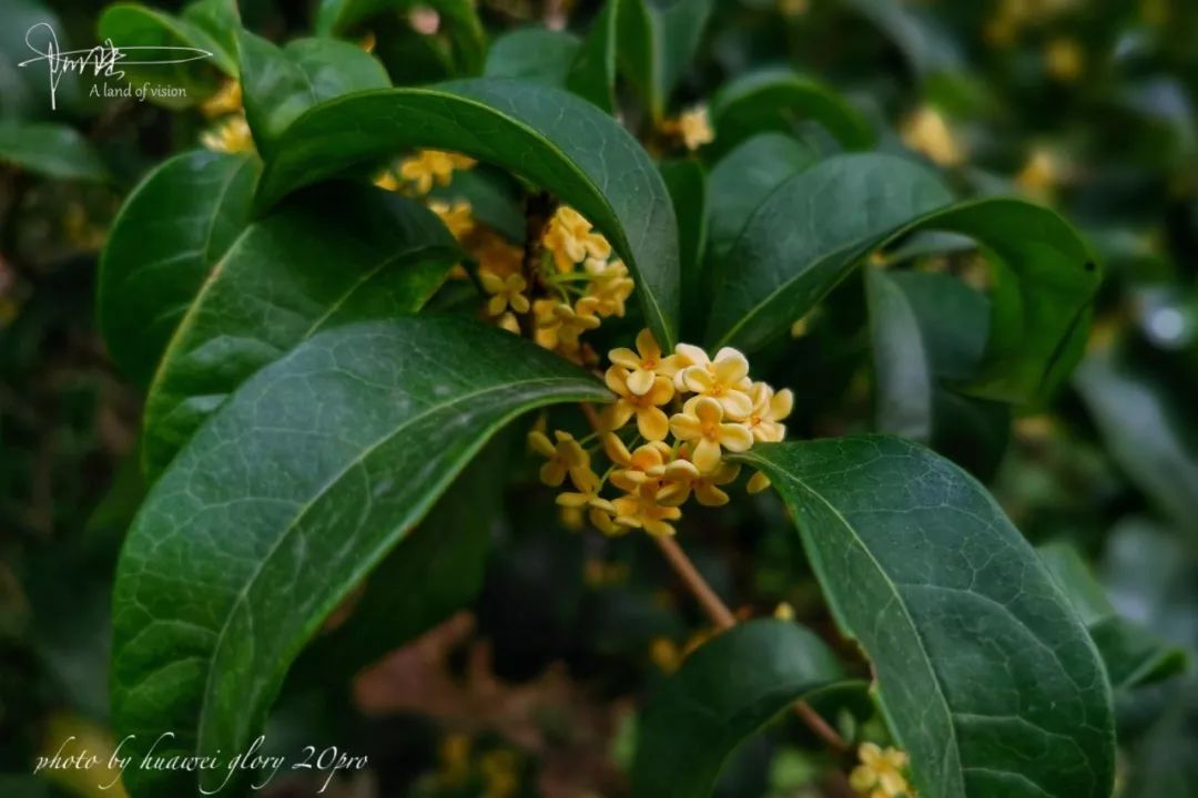 桂花品种(桂花泡茶禁忌)