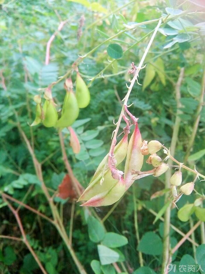 黄芪叶(黄芩茶)