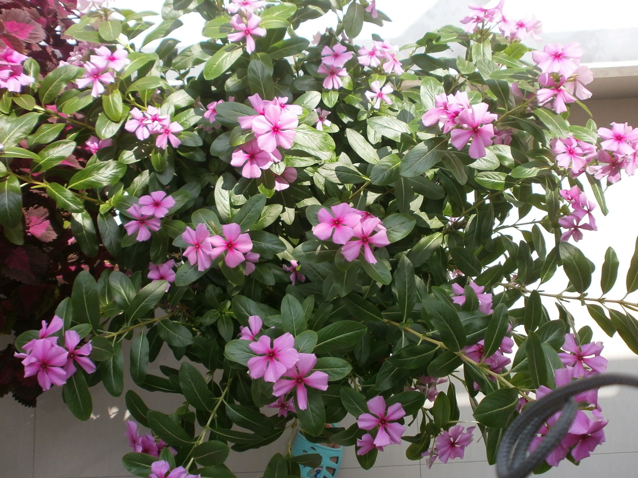 花的介绍(花的介绍作文)