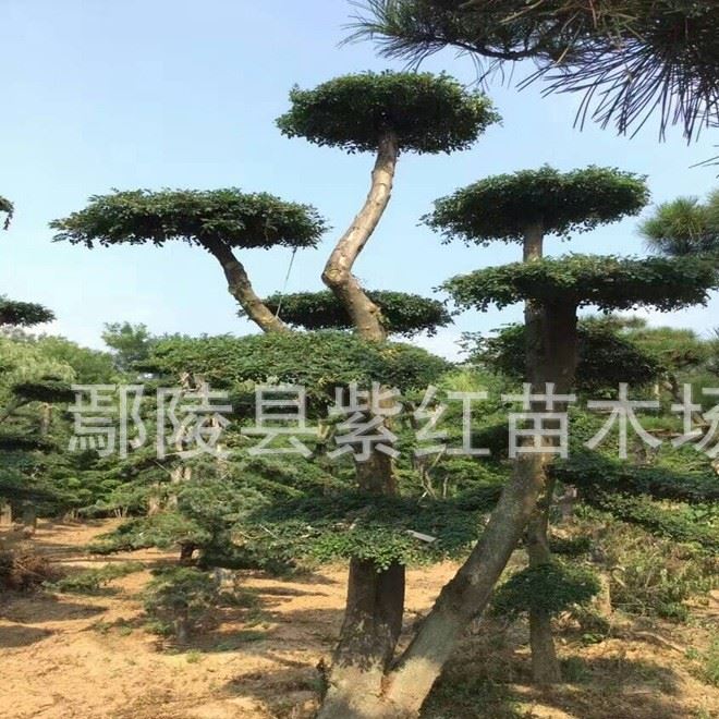 常见园林树木160种(100种常见树木大全)