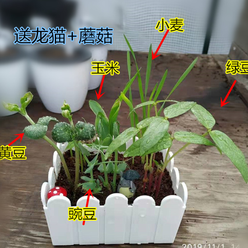 种植物(种植物的过程)