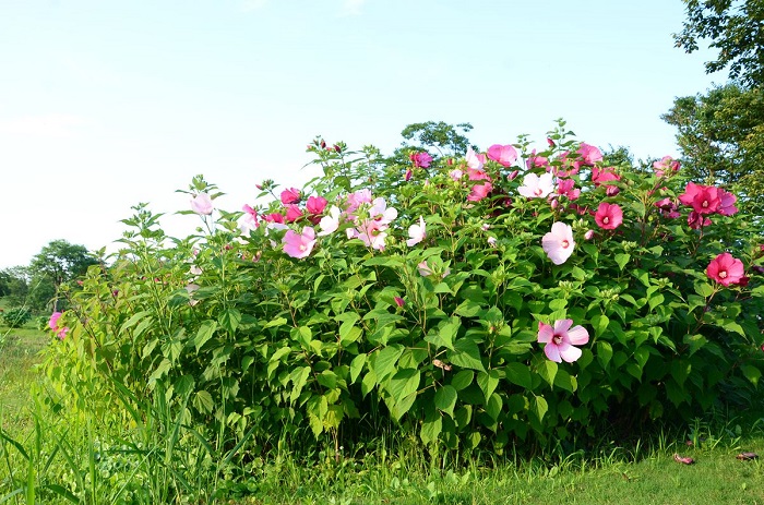 芙蓉葵(芙蓉葵花语)