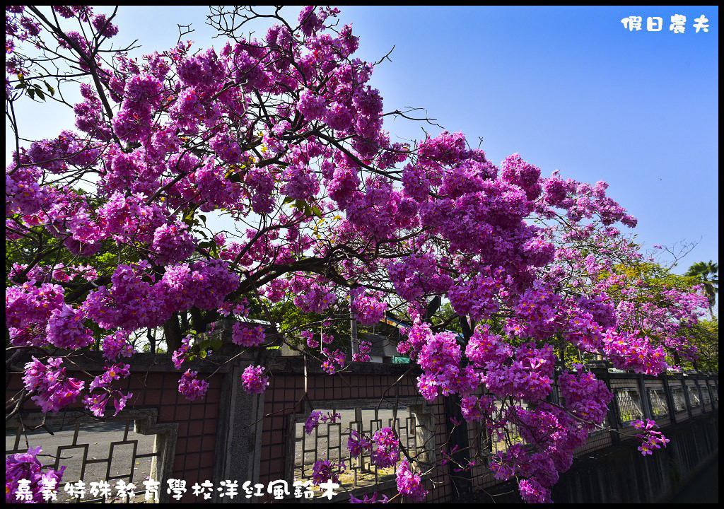 洋红风铃木(洋红风铃木花期)