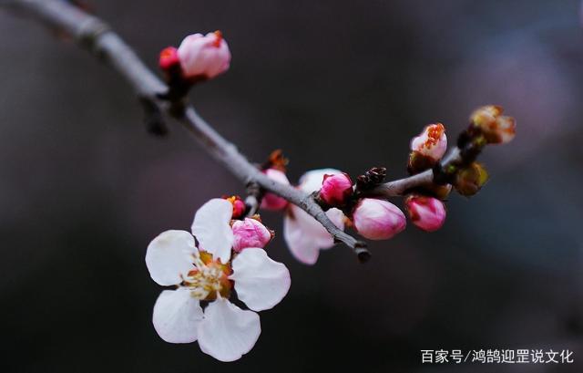 梅花的别称(梅花的别称50种)