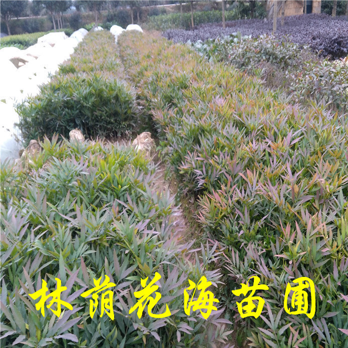 狭叶十大功劳(狭叶十大功劳药用)