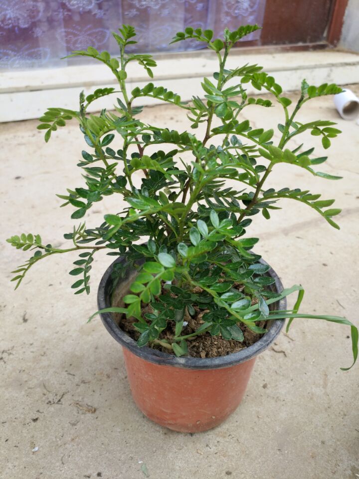 驱虫植物(驱蚊植物排行榜)