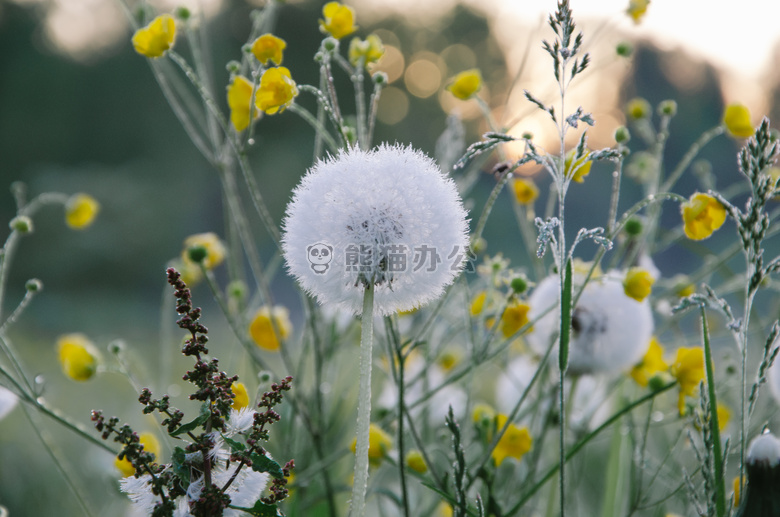 蒲公英的花，蒲公英的花能泡水喝吗