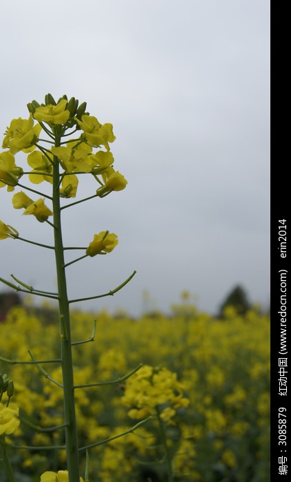 油菜花的介绍，关于油菜花的介绍与感受