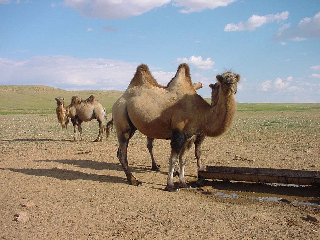 骆驼的图片，骆驼的图片和资料