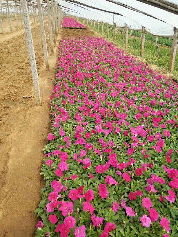 花卉养殖，适合家养的138种花卉
