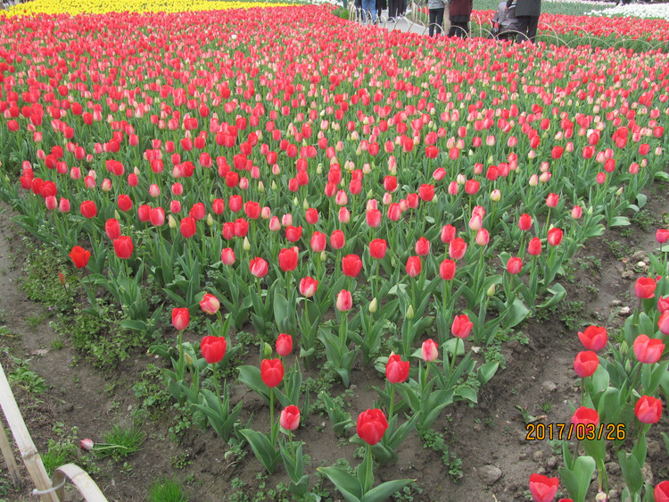 郁金香几月份种植最好，百合几月份种植最好
