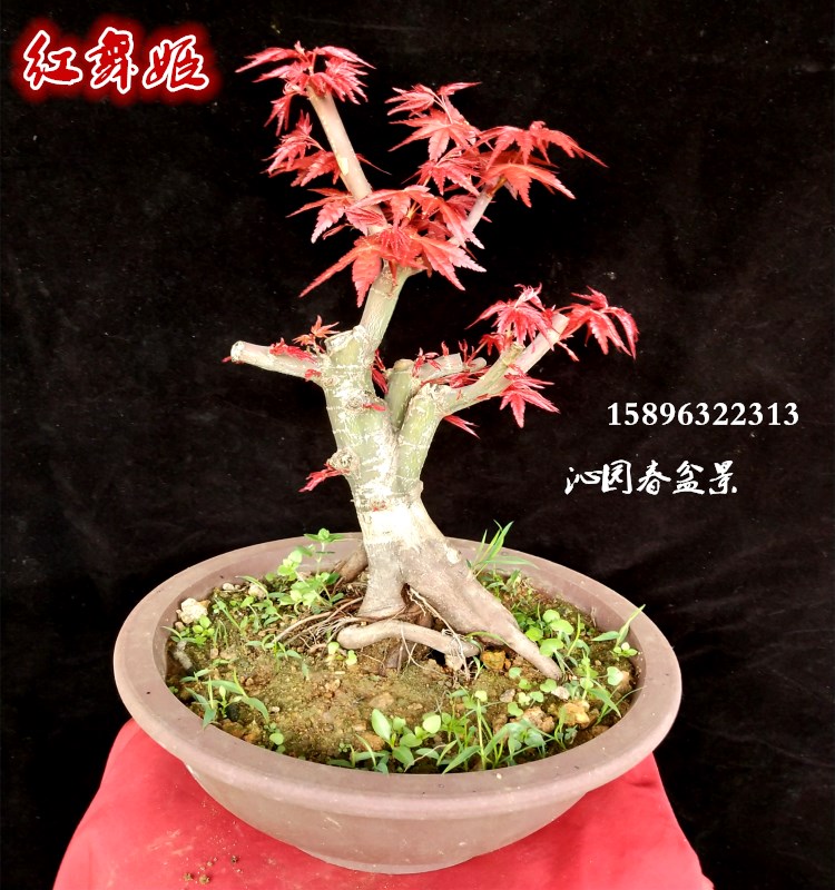 盆景植物种类大全，适合室内养的50种植物