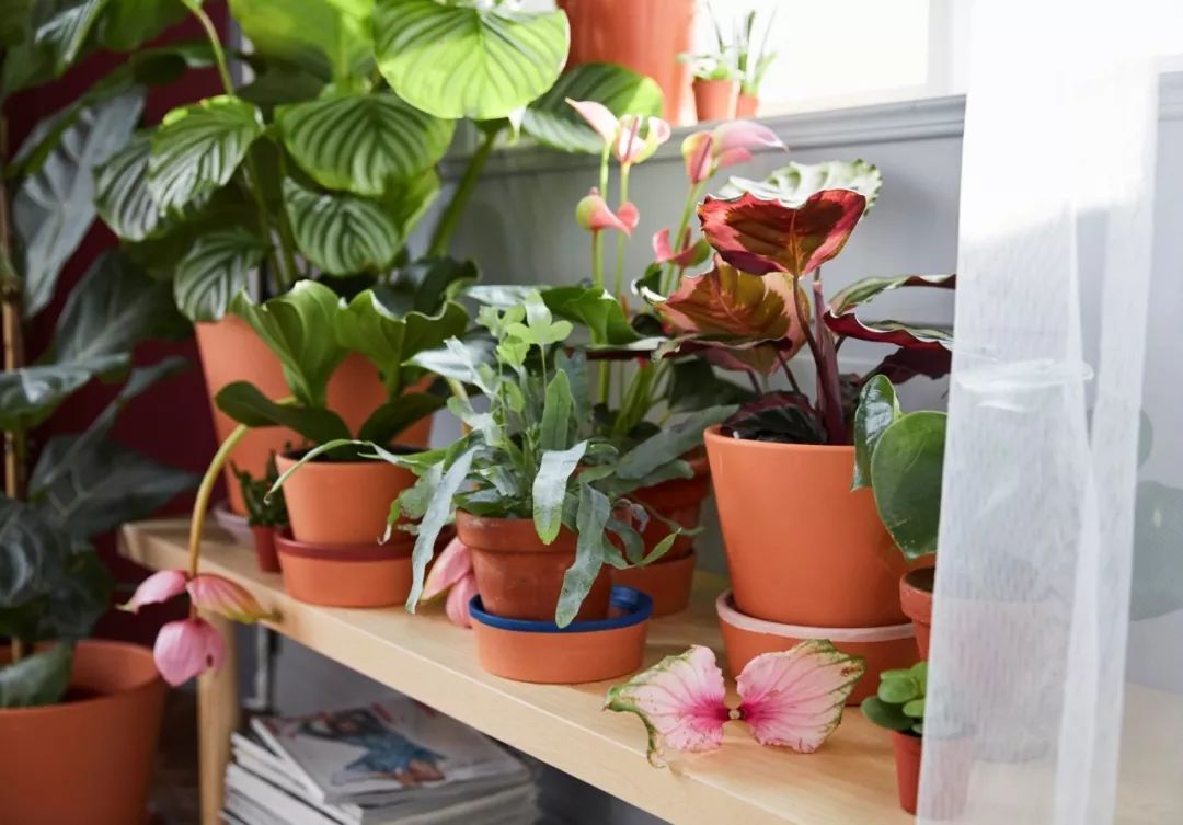 不需要阳光的室内植物，不需要阳光的室内大型植物