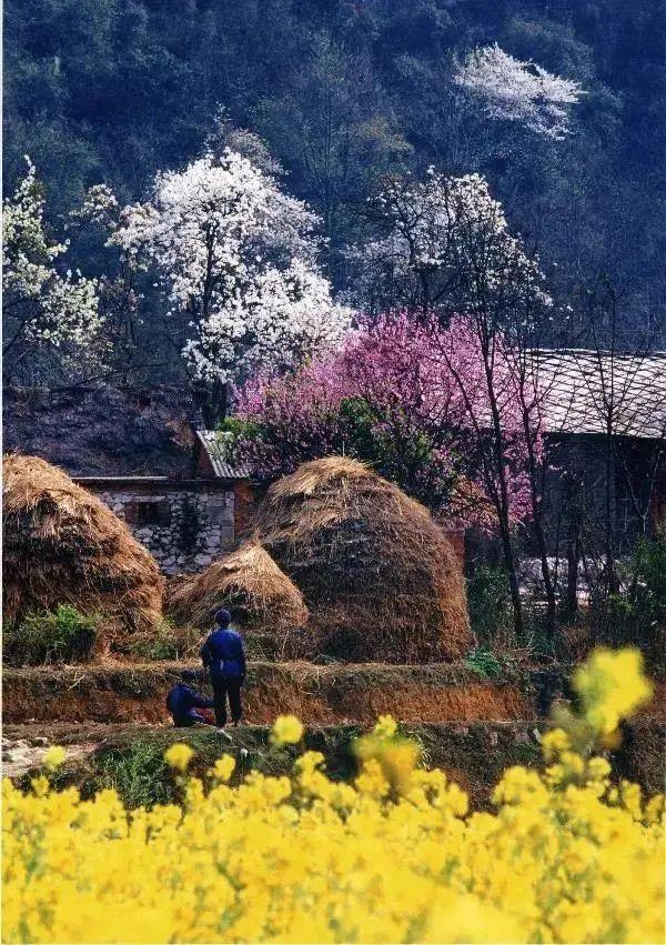 响叶杨，杨图片大全