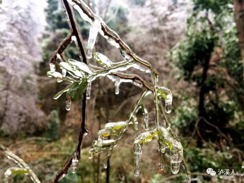 响叶杨，杨图片大全