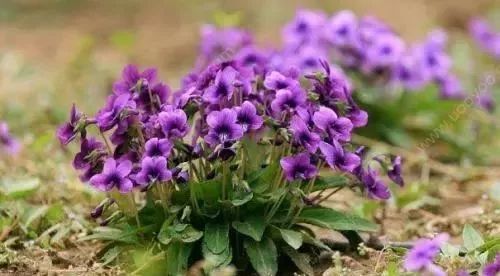 紫花地丁草图片，紫花地丁草有什么药用价值