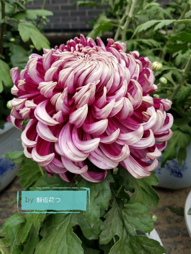 菊花长什么样子图片，不同品种的菊花图片