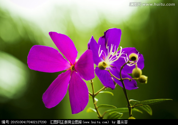 紫色花，紫色花的图片大全 最美