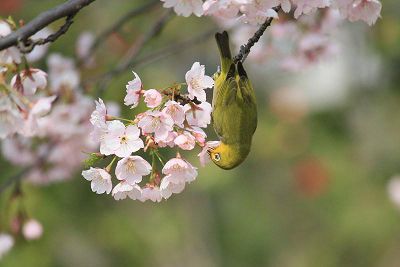 倒挂金钩花，倒挂金钩花寓意