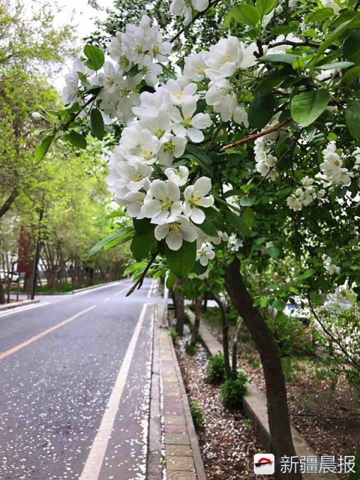苹果花什么时候开，苹果花什么颜色