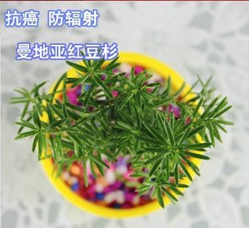 防辐射的植物，真正能防辐射的植物