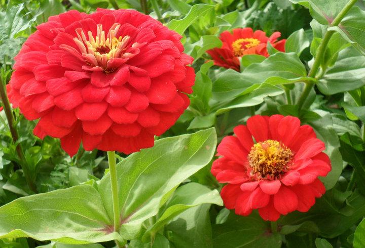 花类，常见花的种类