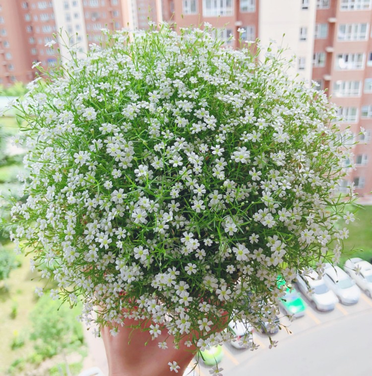 星花，星花凤梨