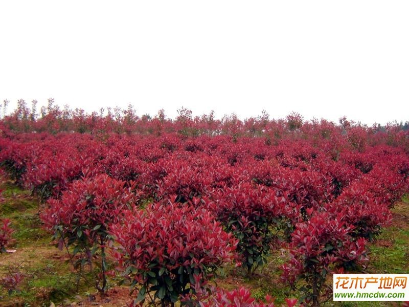球花石楠，球花石楠单株图片