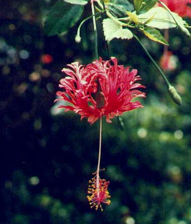 吊灯花，吊灯花花语