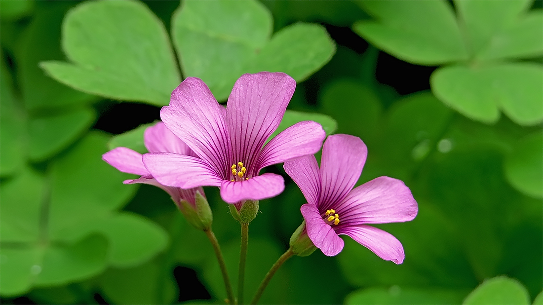 红花醡浆草，红花酢浆草是三叶草吗