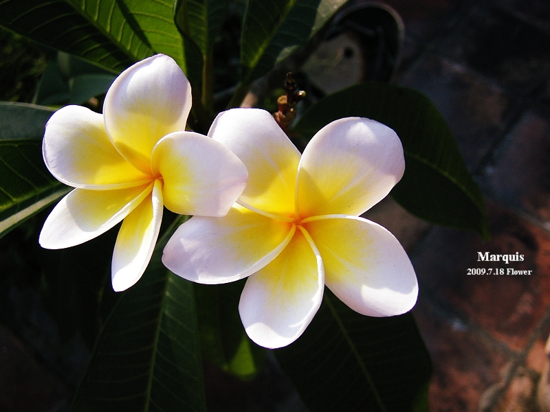 花的，25种常见花花语大全