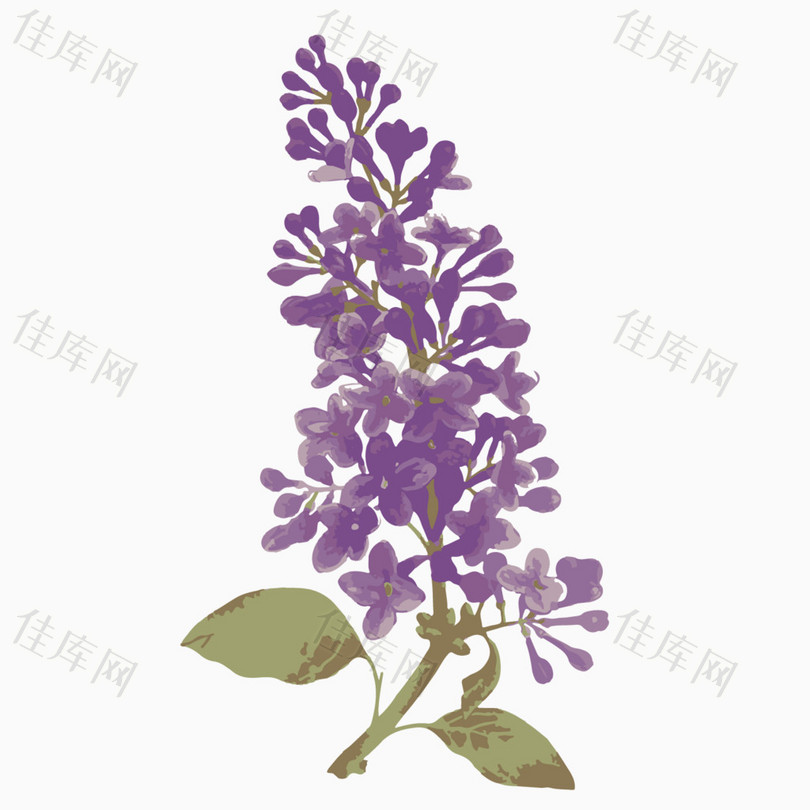 紫草图片，紫草图片 植物